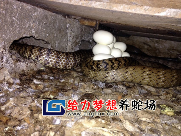 ˮ����ĸ�߮a��